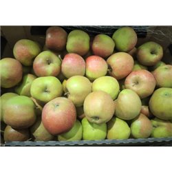 MAXFOOD OWOCE JABŁKO RENETA Z POLSKI KL1 ~14kg