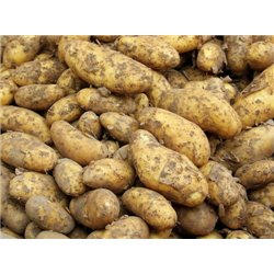 MAXFOOD ZIEMNIAK Z POLSKI