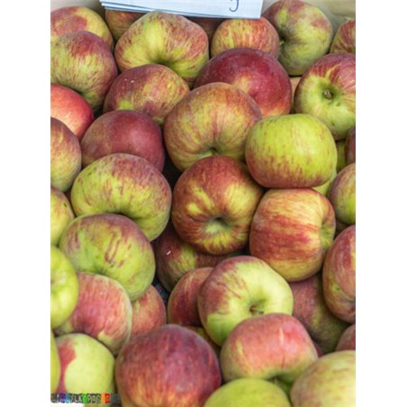 maxfood-φρουτα-μηλο-cortland-πολωνιασ-κατ.1-~14kg.jpg