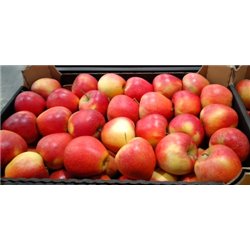 MAXFOOD OWOCE JABŁKO GALA Z POLSKI KL1 ~14kg