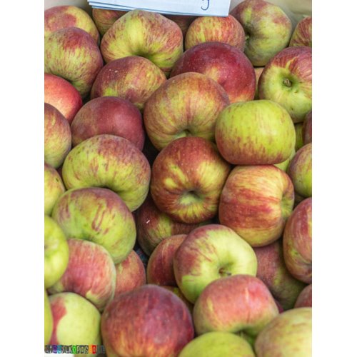 MAXFOOD OWOCE JABŁKO CORTLAND Z POLSKI KL1 ~14kg