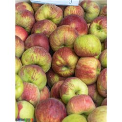 MAXFOOD OWOCE JABŁKO CORTLAND Z POLSKI KL1 ~14kg