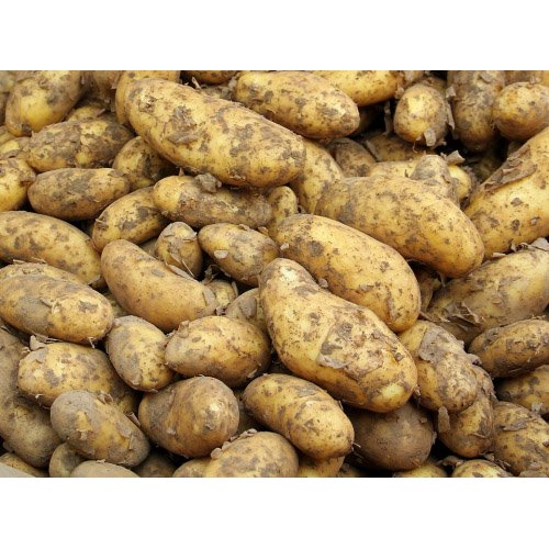 MAXFOOD ZIEMNIAK Z POLSKI ~2,5kg